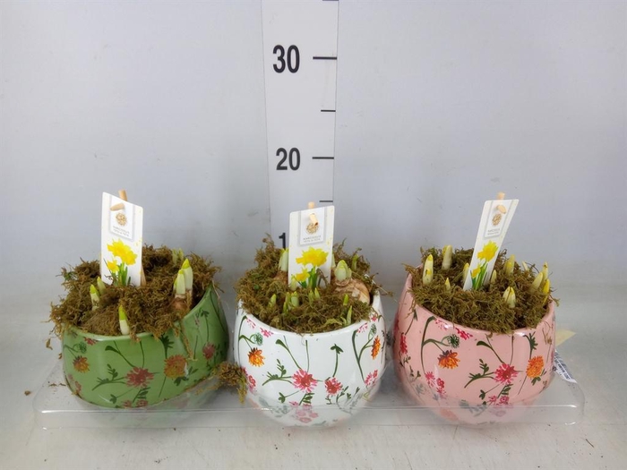 <h4>Arr.  Narcissus Tete Tete H%</h4>