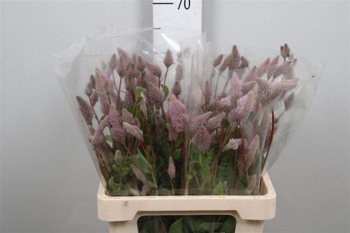<h4>Ptilotus Ex Matilda</h4>