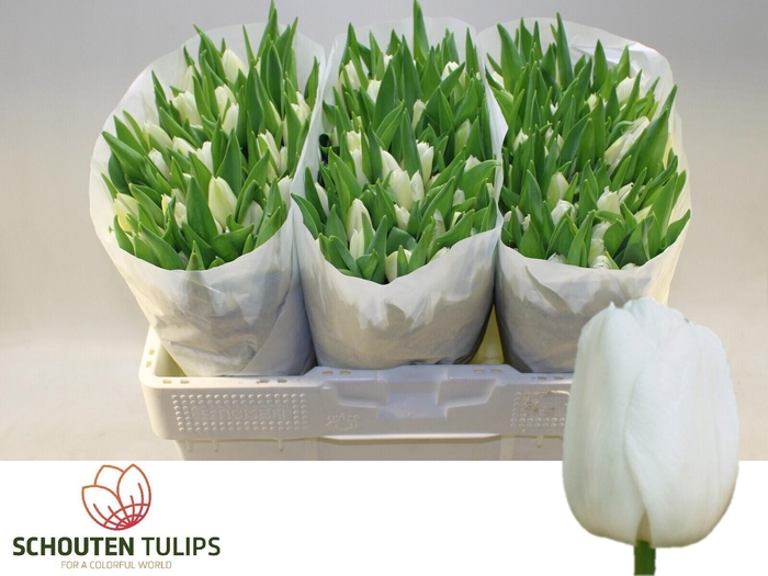 <h4>TU EN WHITE MARVEL</h4>