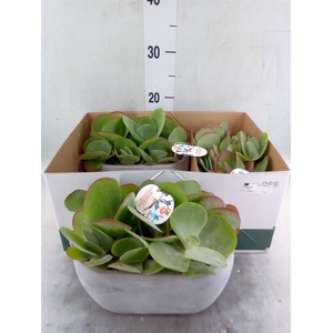 Kalanchoe NF thyrsiflora