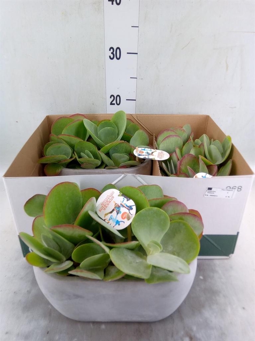 <h4>Kalanchoe NF thyrsiflora</h4>