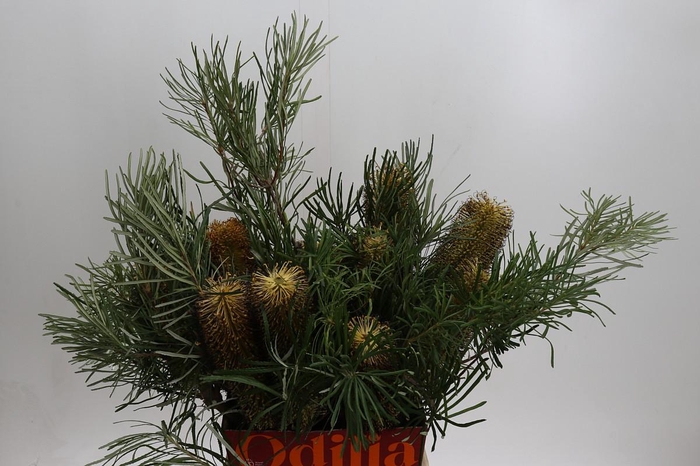 <h4>Banksia Spinulosa</h4>