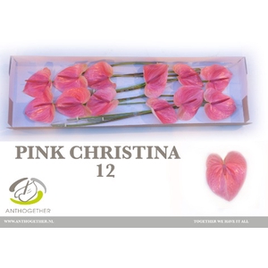 Anthurium Pink Christina