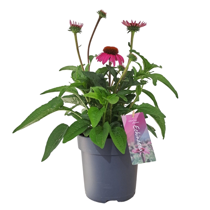 <h4>Echinacea Mooodz Courage p17 (PT)</h4>