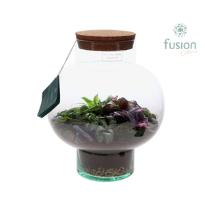 Green Bottle Laura Medium met Terrarium arrangement