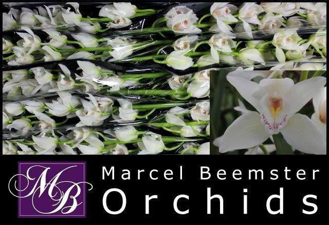 <h4>CYMB MI INSIGNE</h4>