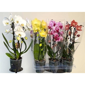 PHAL EL CASCADE