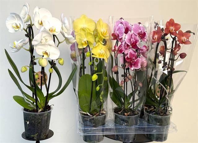 <h4>PHAL EL CASCADE</h4>