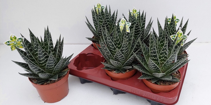 <h4>Aloe Tiki Tahi</h4>