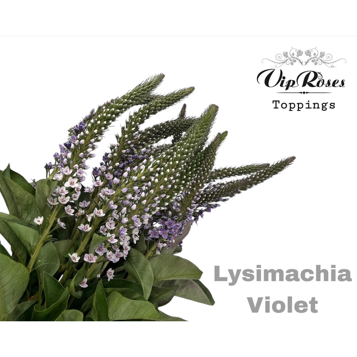 <h4>Lysimachia Violet</h4>