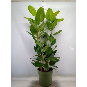 Ficus benghalensis 'Audrey'