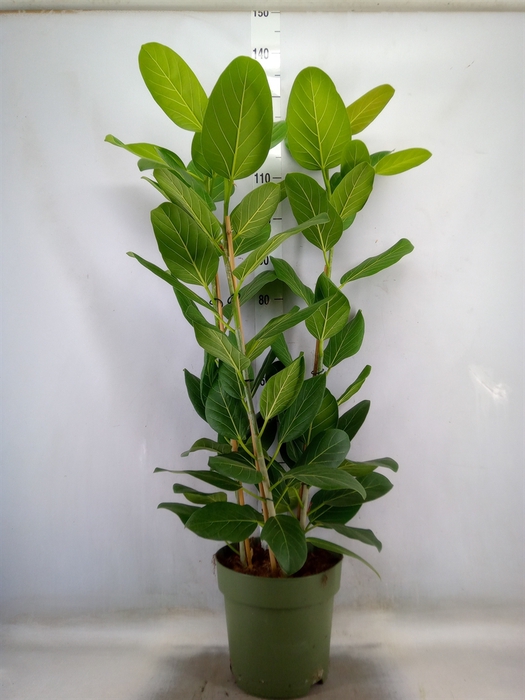 <h4>Ficus benghalensis 'Audrey'</h4>