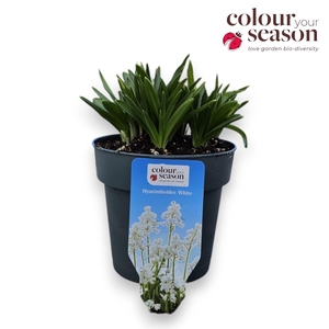Hyacinthoides P15 White