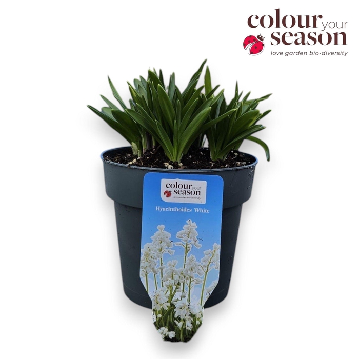 <h4>Hyacinthoides P15 White</h4>
