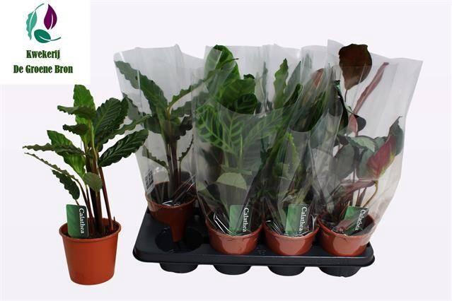 arr8 Calat Gem 3 Srt