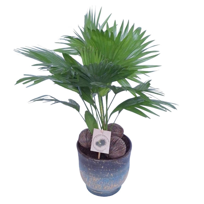 <h4>Livistona in Pot Aico bleu D17</h4>