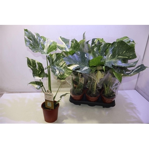 arr8 Monstera Del Thai Co