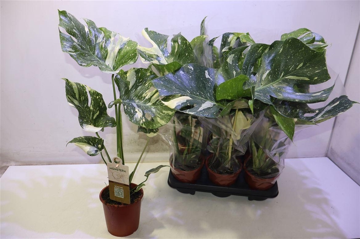 <h4>arr8 Monstera Del Thai Co</h4>