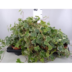 Hedera helix 'Eva'