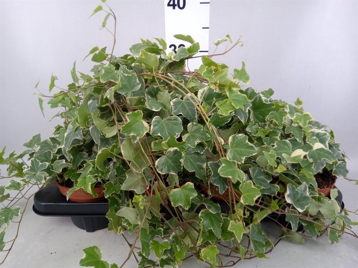 <h4>Hedera helix 'Eva'</h4>