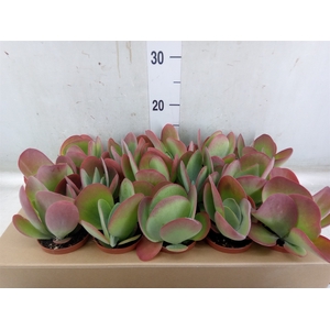 Kalanchoe NF thyrsiflora