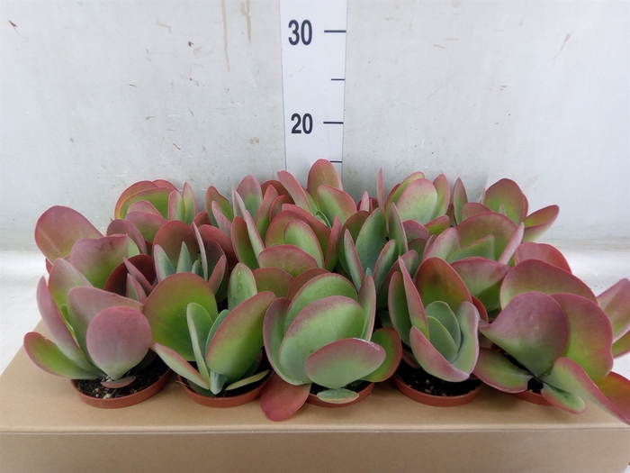 <h4>Kalanchoe NF thyrsiflora</h4>