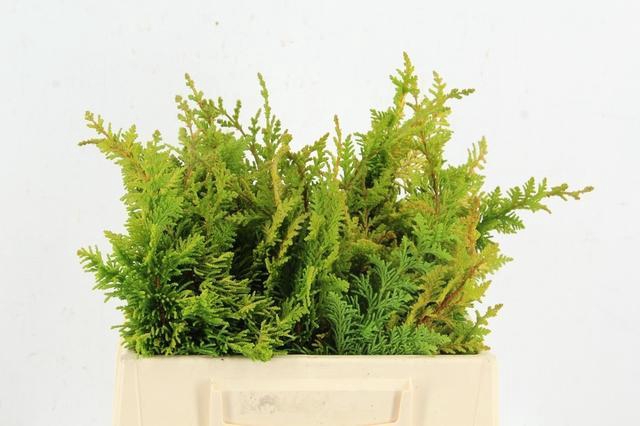 <h4>CONIFEER TERAGONA PER BUNCH</h4>