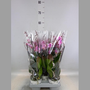 Phalaenopsis  'Ant Roskilde'