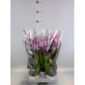 Phalaenopsis  'Ant Roskilde'