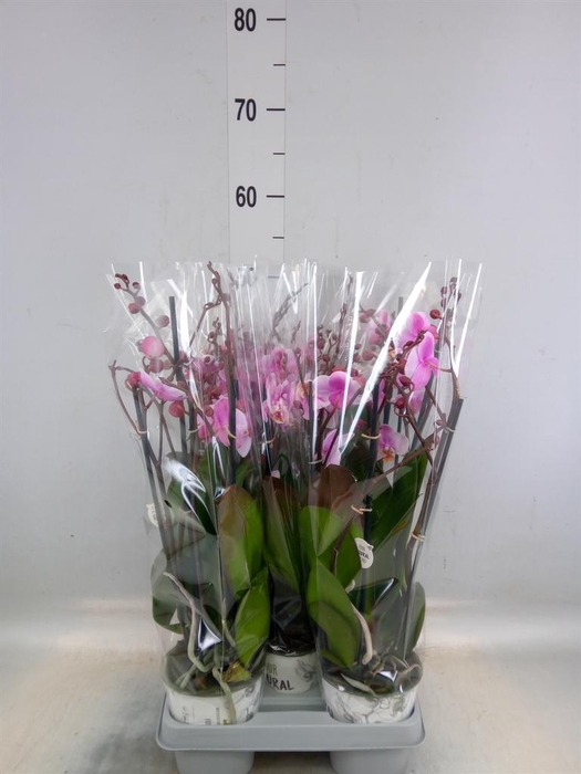 <h4>Phalaenopsis  'Ant Roskilde'</h4>