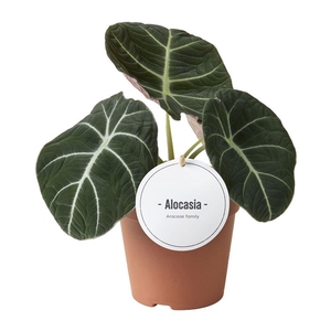 Alocasia Black Velvet