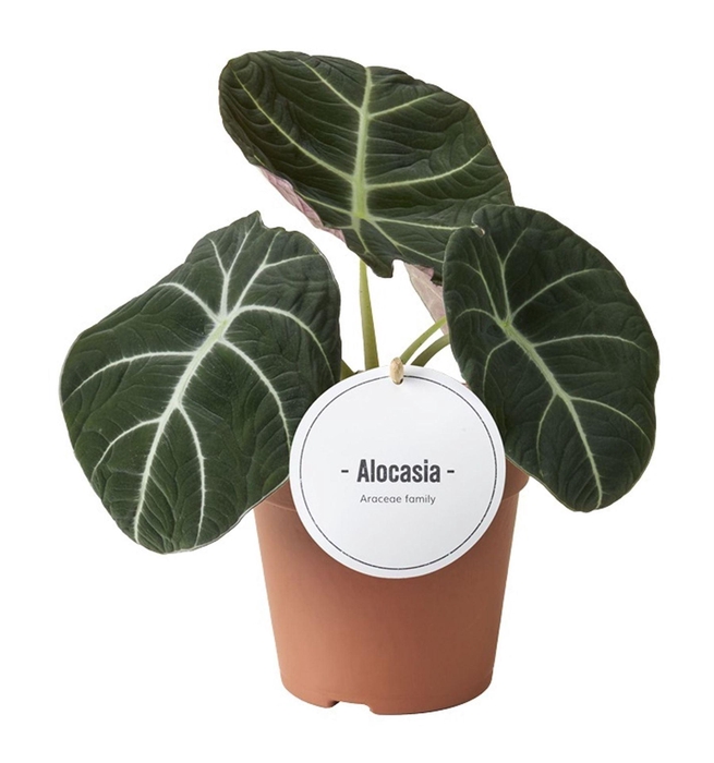 <h4>Alocasia Black Velvet</h4>