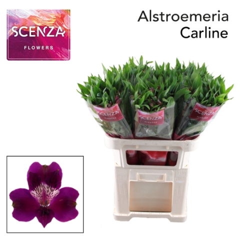 <h4>Alstr Carline</h4>