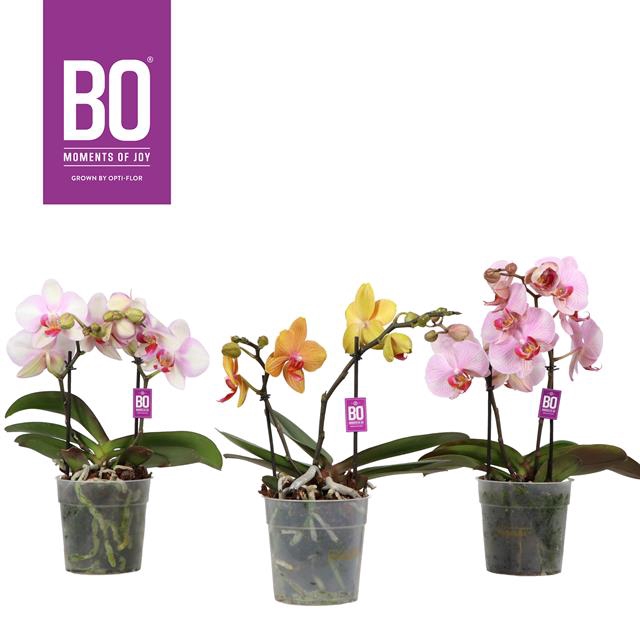 PHAL OPTI DIVA MIX 2 TAK