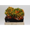 Ornithogalum Dubium Sunshine