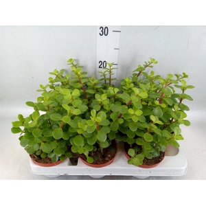 Portulacaria afra