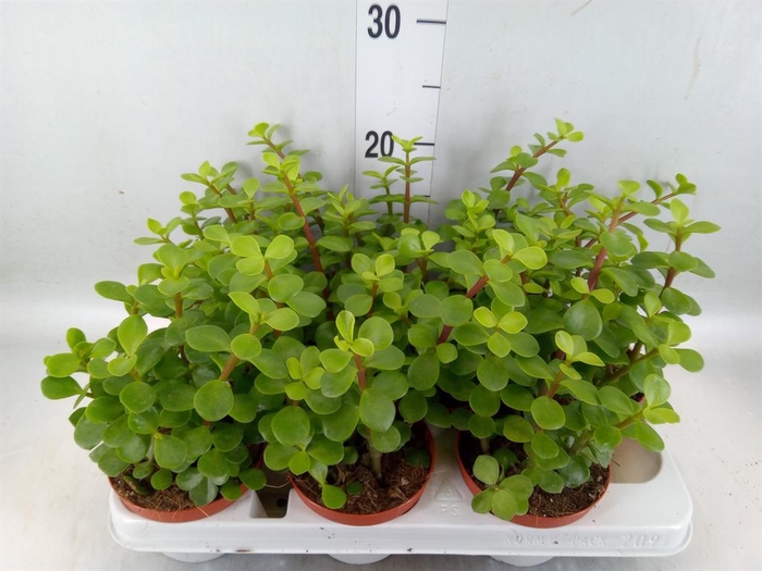 Portulacaria afra