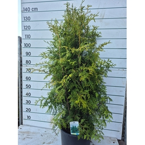 THUJA O BRABANT