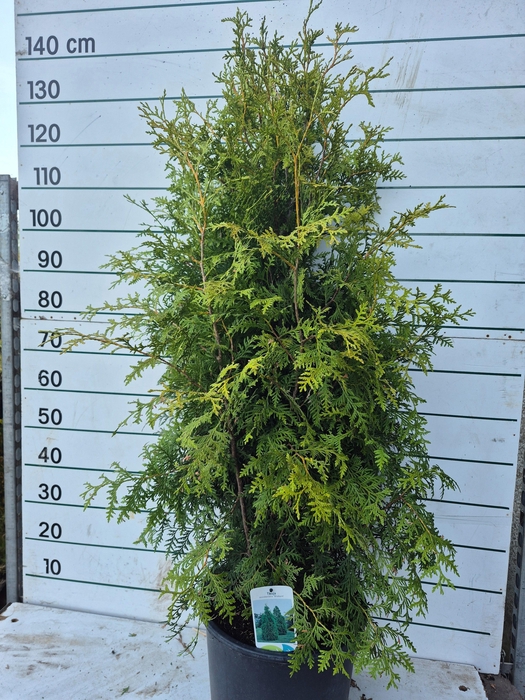 <h4>THUJA O BRABANT</h4>