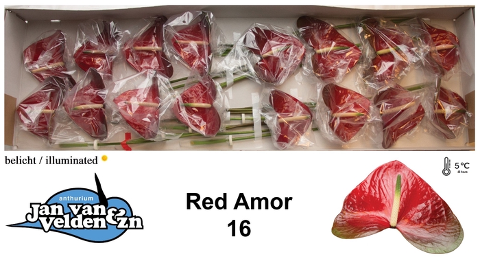 <h4>Anthurium Red Amor</h4>