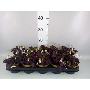 Oxalis trian.