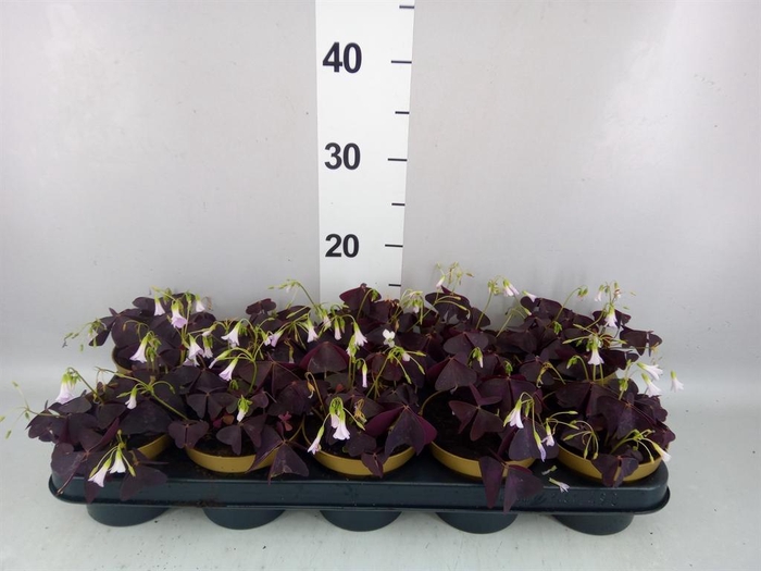 <h4>Oxalis trian.</h4>