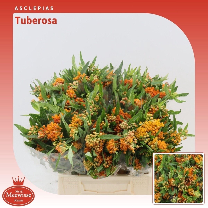<h4>Asclepias Tuberosa</h4>