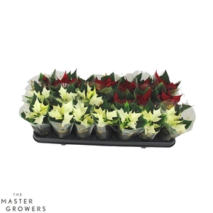 Poinsettia Mix 6cm wit en rood met hoes