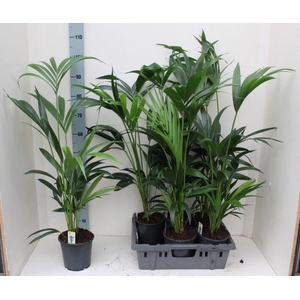 HOWEA FORSTERIANA
