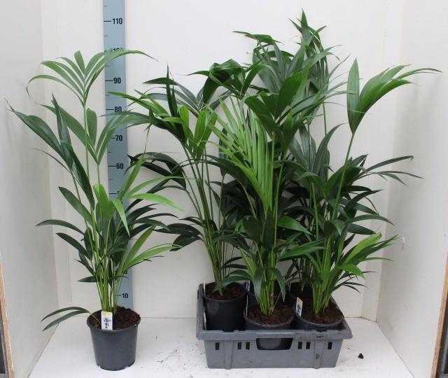 <h4>HOWEA FORSTERIANA</h4>