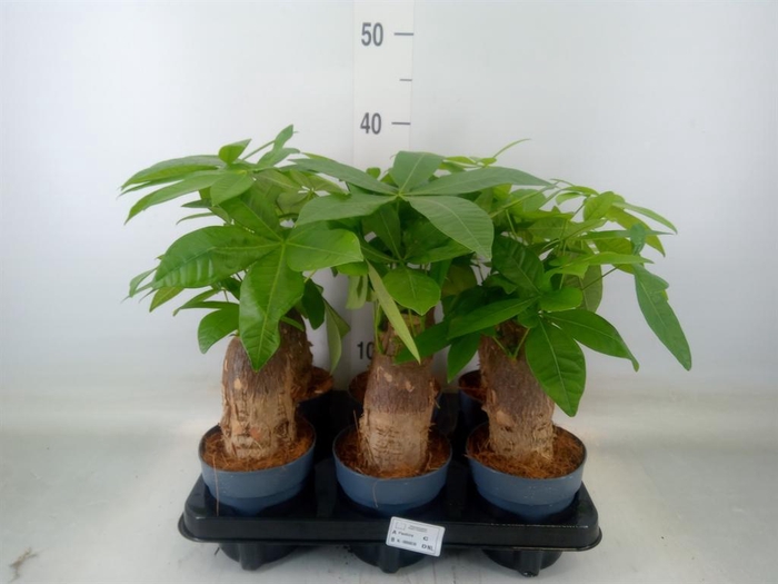 <h4>Pachira aquatica</h4>