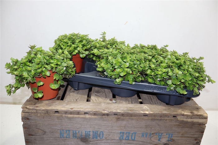 <h4>Callisia Repens</h4>