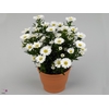 ASTE MAGIC WHITE