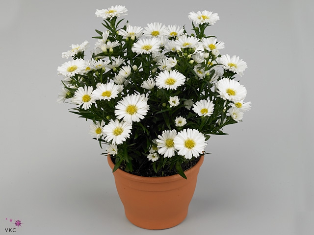 ASTE MAGIC WHITE